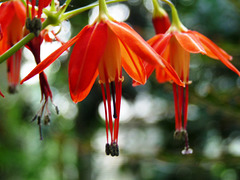 fuchsia flowers