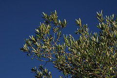 FREJUS: Un olivier dans un ciel d'azur.