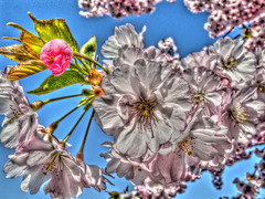 BESANCON: Une fleur de cerisier.