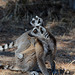 FREJUS: Zoo: Deux Maki catta (Lemur catta).