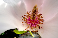 BESANCON: Coeur d'une fleur de Magnolia au jardin botanique.