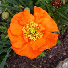 BESANCON: Une fleur de coquelicot au jardin des sens.