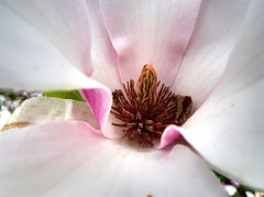 Une fleur de Magnolia.
