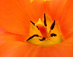 BESANCON: Une tulipe au jardin botanique.