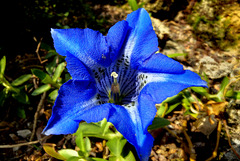 BESANCON: Une fleur de gentiane au jardin botanique.