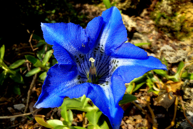 BESANCON: Une fleur de gentiane au jardin botanique.
