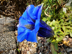 BESANCON: Une gentiane bleu au jardin botanique.