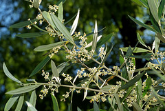 BESANCON: Jardin botanique: Un olivier en fleurs.