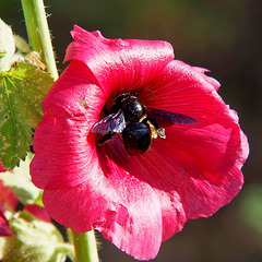 BESANCON: Jardin botanique: Insecte dans une rose trémière.