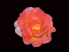 BESANCON: Une rose"Belle Vaudoise" au parc Micaud.