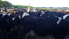 a sea of cows...