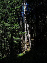 Im Zwergenwald