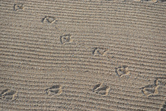 ST RAPHAEL: Pas de goéland dans le sable.