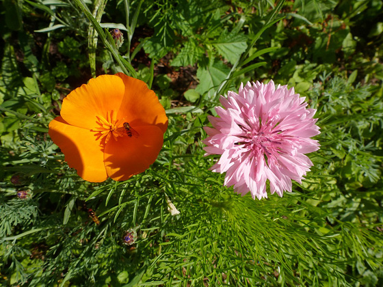 Kleine Glücksmomente - etaj feliĉaj momentoj / Blüten in meinem Garten - floroj en mia ĝardeno - fleurs en mon jardin - flowers in my garden