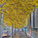 BESANCON: Couleurs d'automne avenue de l'Helvétie.