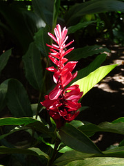 ginger lily