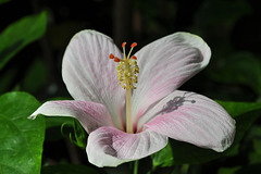 NICE: Parc Phoenix: Une fleur d'hibiscus.