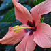 NICE: Parc Phoenix: Une fleur d'hibiscus.