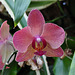 NICE: Parc Phoenix: Une fleur d'orchidée.