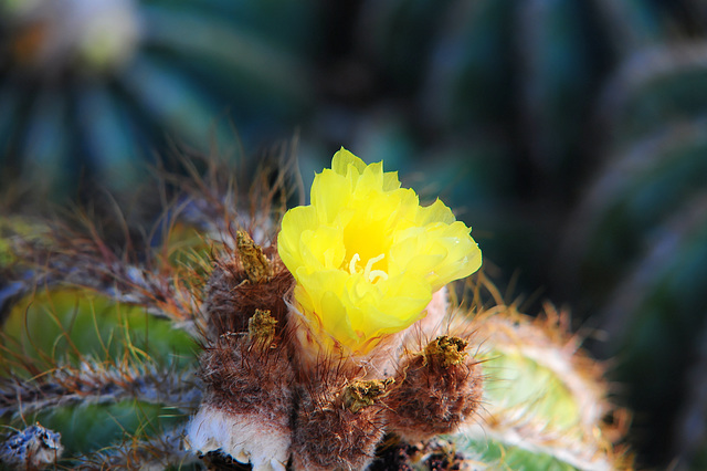 NICE: Parc Phoenix: Une fleur de  cactus