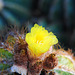 NICE: Parc Phoenix: Une fleur de  cactus