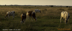 kühe im teufelsmoor - cows in the "teufelsmoor"