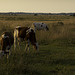 kühe im teufelsmoor - cows in the "teufelsmoor"