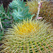 NICE: Parc Phoenix: Un cactus