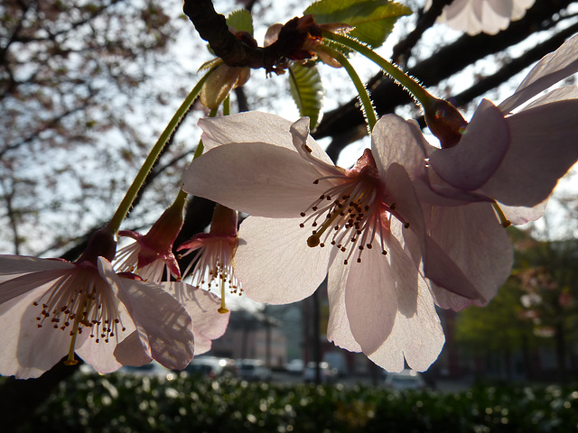 BELFORT: Fleurs de Cerisiers.