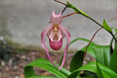 NICE: Parc Phoenix: Une fleur d'orchidée.