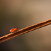 Small Milkweed Bug Nymph Heading Up!