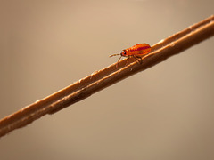 Small Milkweed Bug Nymph Heading Down