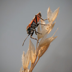 Small Milkweed Bug Heading Down