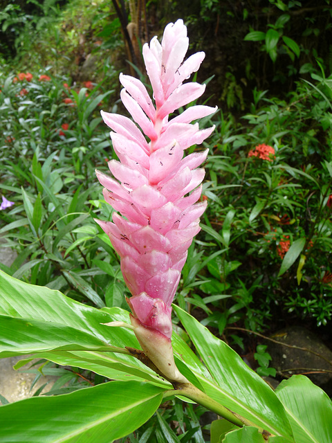 ginger lily