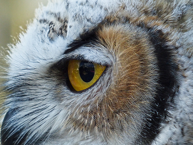 Great Horned Owl juvenile