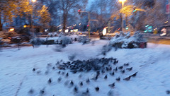 BESANCON: Place de la 1ere armée Française: Envol de pigeons.