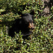 Black Bear feeding on Canada Buffaloberries