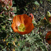 Globe mallow flower