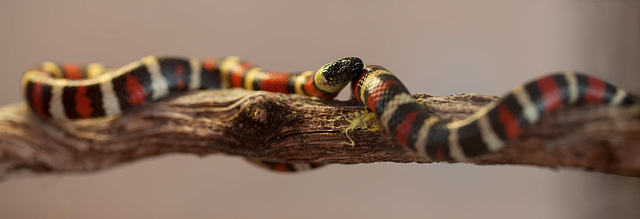 California Mountain Kingsnake: Snakey Panorama!