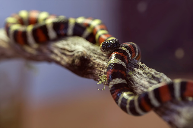 222/365: "Even if a snake is not poisonous, it should pretend to be venomous." ~ Chanakya