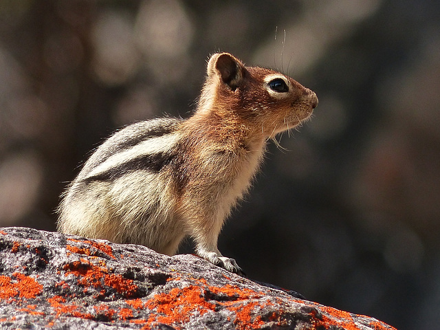 Golden-mantled Ground Squirrel