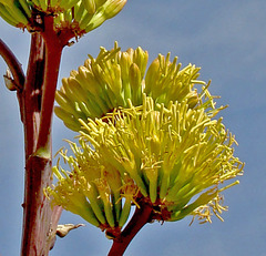 Agave flower
