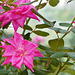 Pink Roses – New York Botanical Garden, New York, New York