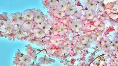 BESANCON: Fleurs de cerisier
