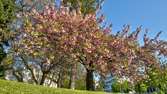 BESANCON: Cerisiers en fleurs.