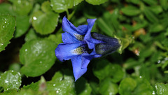 BESANCON: Une Gentianne bleue au jardin botanique.
