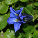 BESANCON: Une Gentianne bleue au jardin botanique.