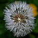 BESANCON: Jardin botanique: Fleur de pissenlit.
