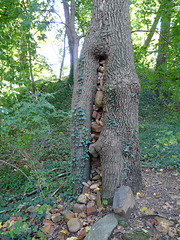 tree stuffed w/ rocks