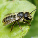 Solitary Bee (Megachile sp. ?)